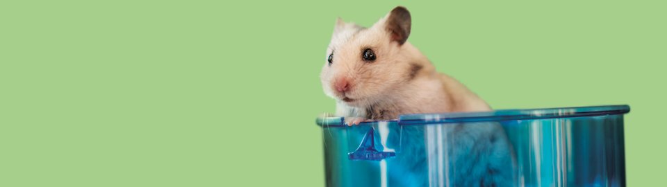 How To Properly Clean Your Hamster And Hamster Cage Petco