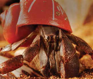 Hermit Crab