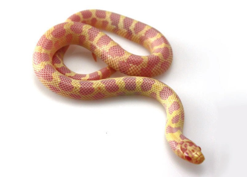 King and Milk Snakes Care Sheet | Petco