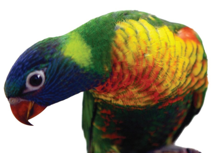 Large Hookbill