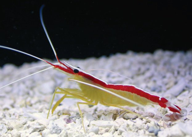 Marine Crustacean