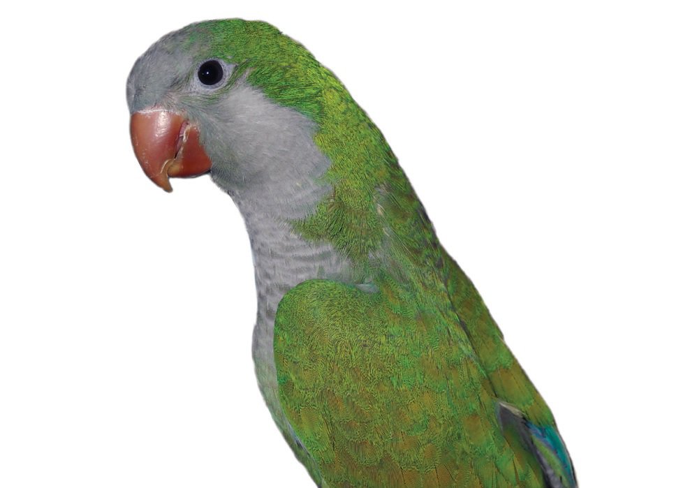 Medium Parakeet