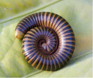 Millipede Care Sheet Petco