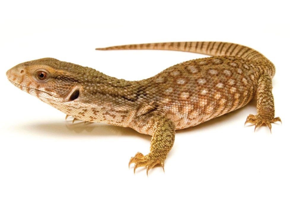 Monitor and Tegu