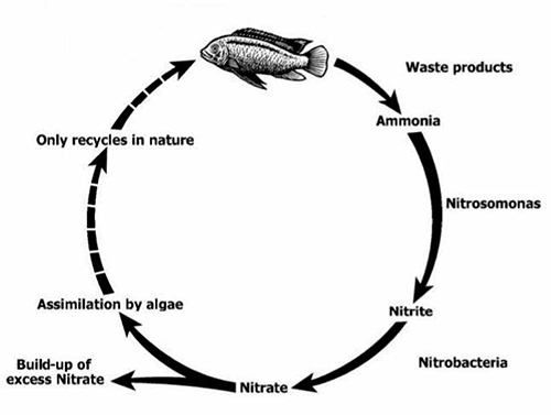 nitrogen cycle petco