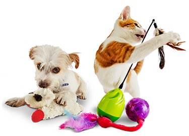 petco interactive cat toys