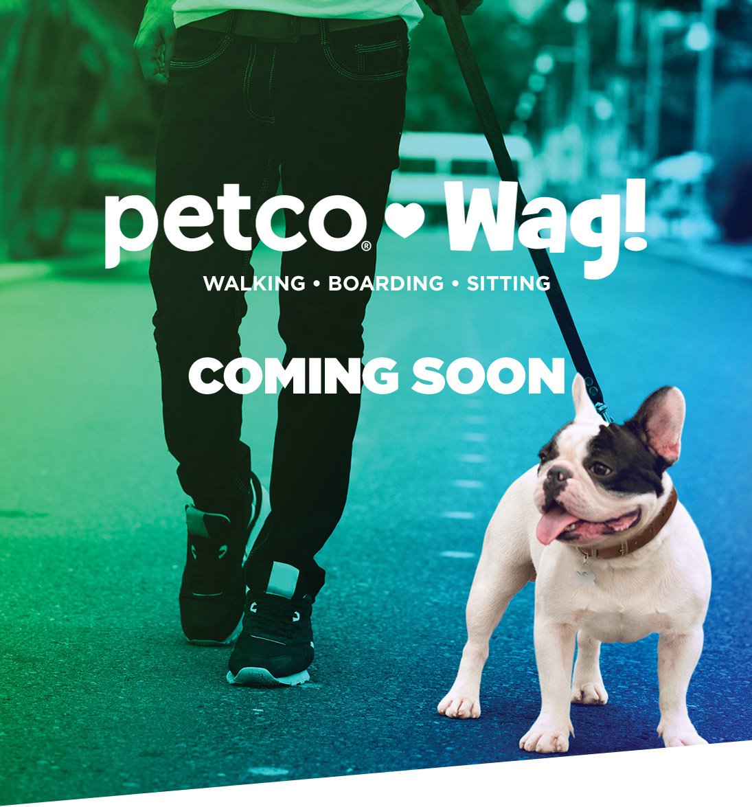 Dog Walkers Pet Sitters Doggy Day Care Dog Boarding Petco