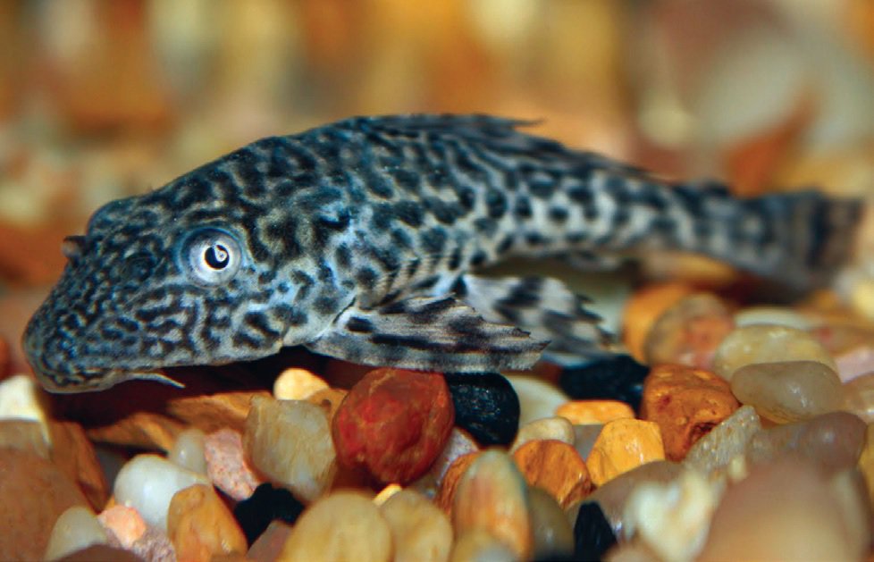 Plecostomus / Pleco Fish Care Facts, Food & More Petco