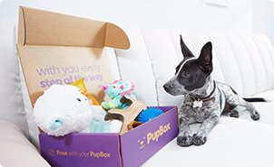 petco dog pack