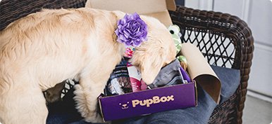 What is PupBox PupBox at Petco