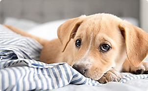 Taste Of The Wild Puppy Food >> Dog & Puppy Supplies, Services & Accessories | Petco Taste Of The Wild Puppy Food >> Dog & Puppy Supplies, Services & Accessories | Petco