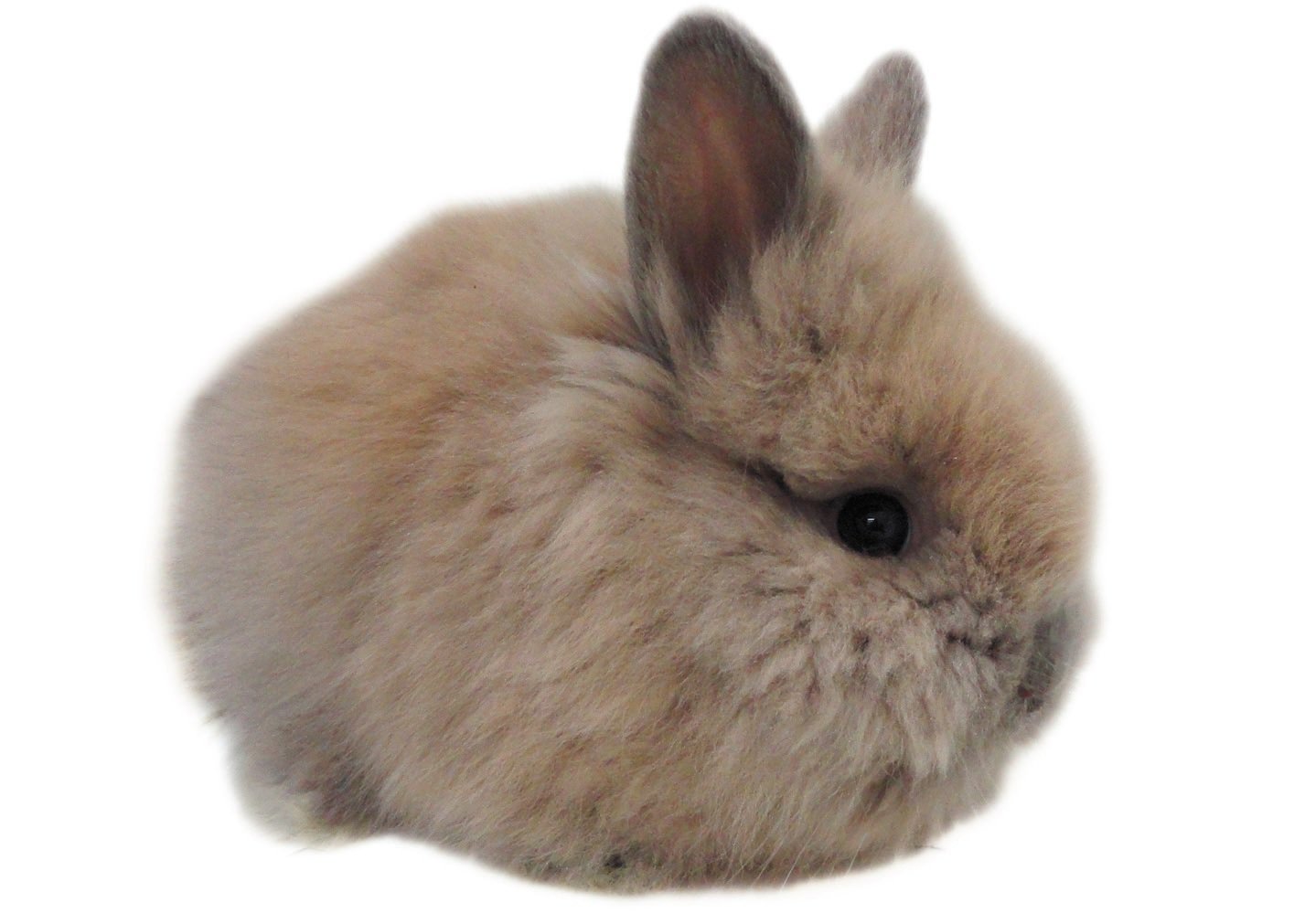 Where to buy terramycin rabbits