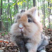 rabbit selfie