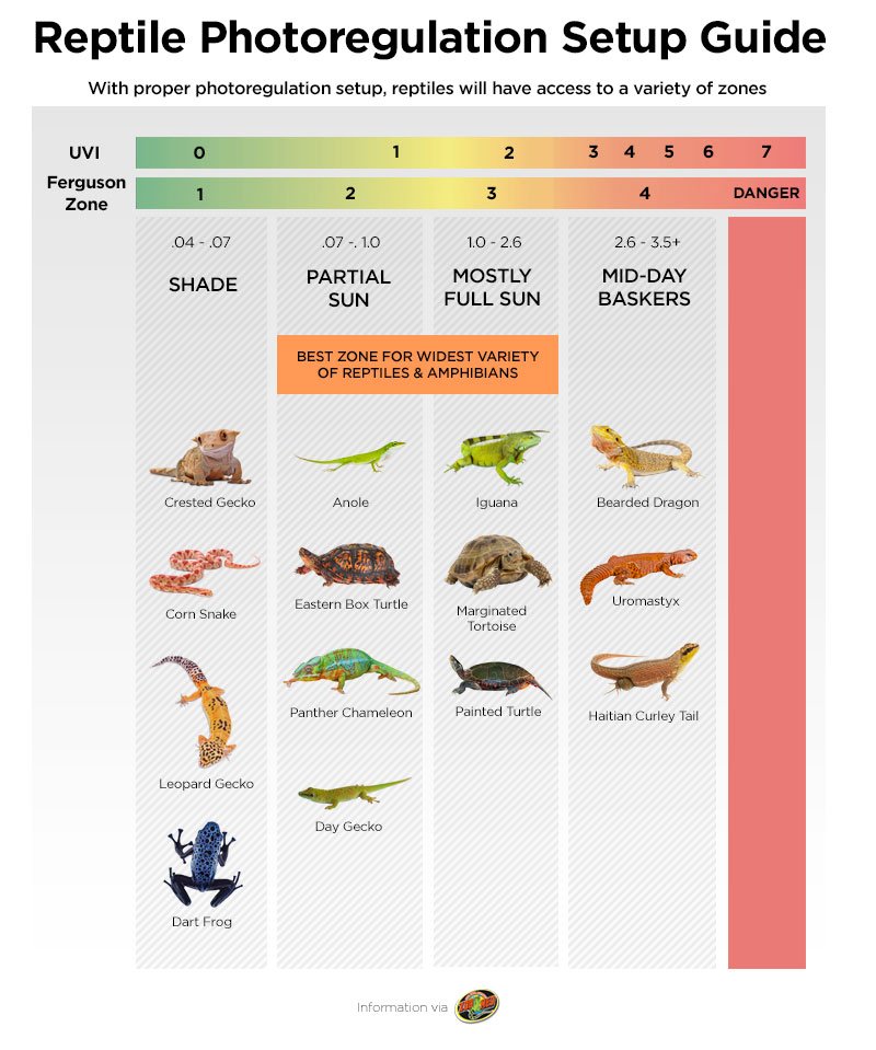 Reptile UVB Lighting Guide | Petco