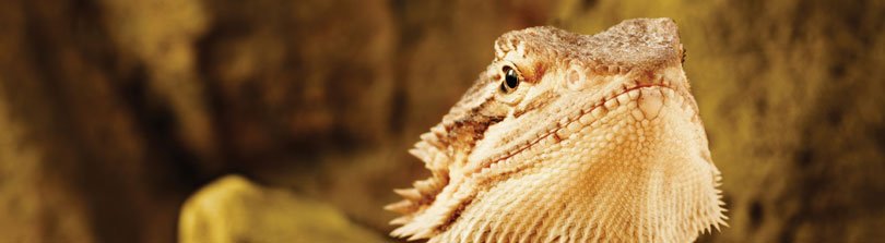 bearded dragon hammock petco