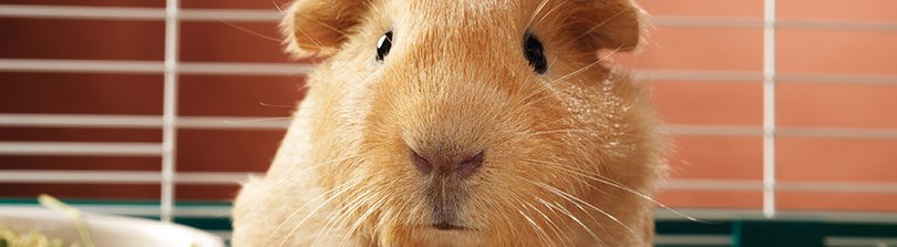 Signs Of A Healthy Happy Guinea Pig