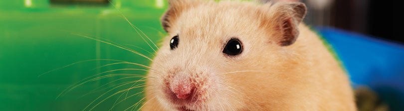 25 Fun Facts About Hamsters | Petco