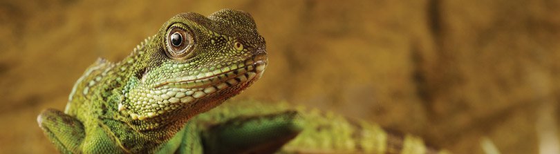 What To Know Before You Get A Reptile Petco