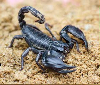 Image result for scorpion