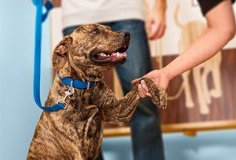 training dog petco classes seminars