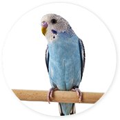 Shop By Pet - Bird