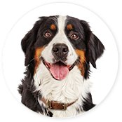 Shop By Pet - Dog