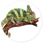 Shop By Pet - Reptiles