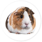 Shop By Pet - Small Pet