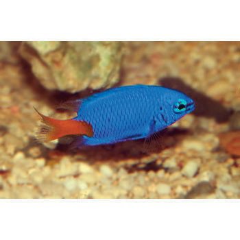 Small Marine Fish