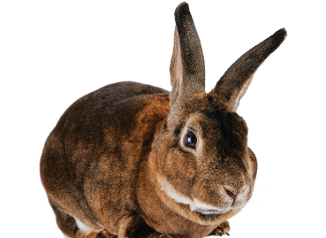 Small Animal Supplies: Products & Accessories for Small ...