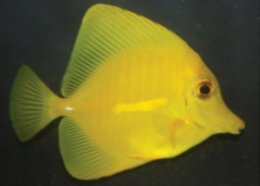 Tang and Surgeon Fish