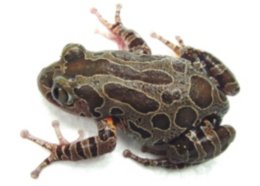Terrestrial Frogs (large)