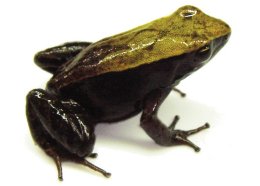Terrestrial Frogs (small)
