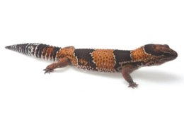 Tropical Gecko