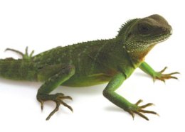 Tropical Lizard