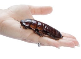 Tropical Roaches