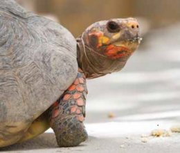 Tropical Tortoise Care Sheet