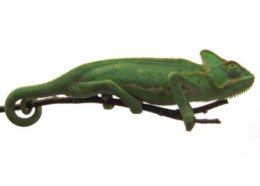 warm climate chameleon