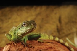 Water Dragon Care Sheet Petco