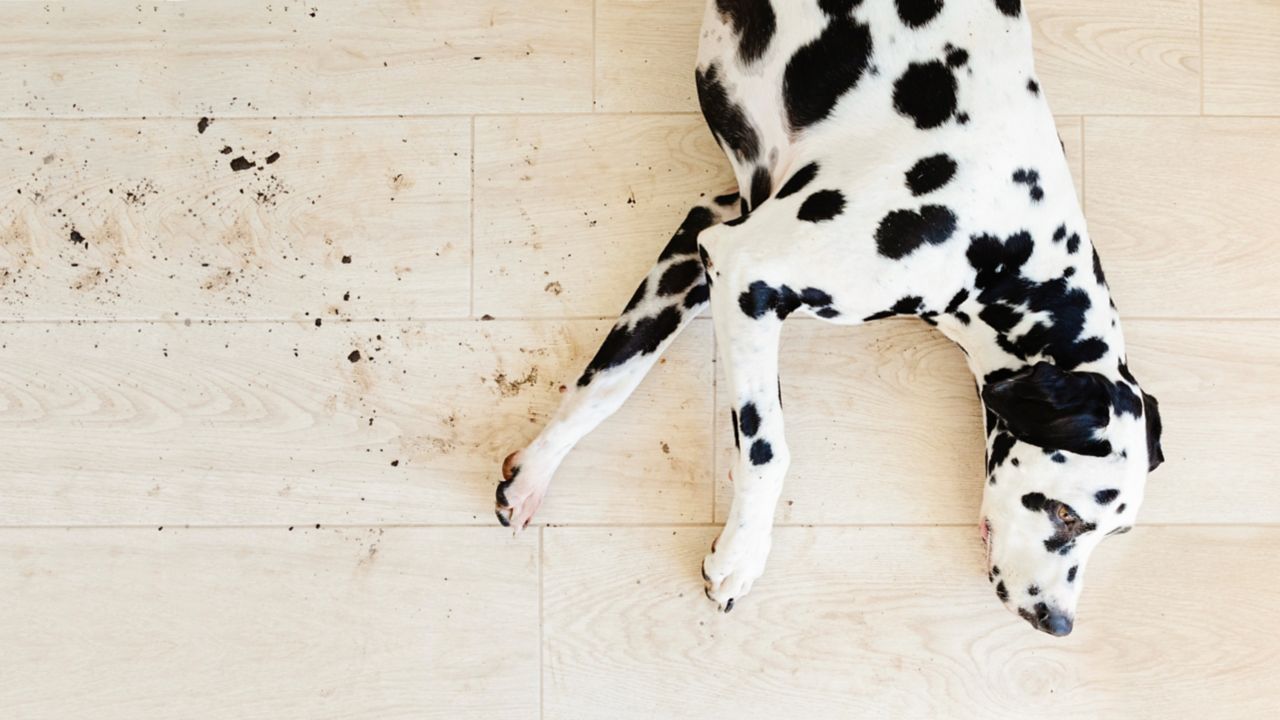 
A high-angle shot of a Dalmatian dog lying on a light-colored wood-look tile floor with muddy paw prints