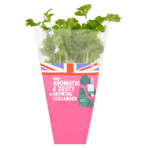 Aromatic & Zesty Growing Coriander