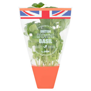 Wonderfully Aromatic Growing Basil