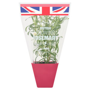 Delightfully Fragrant Growing Rosemary