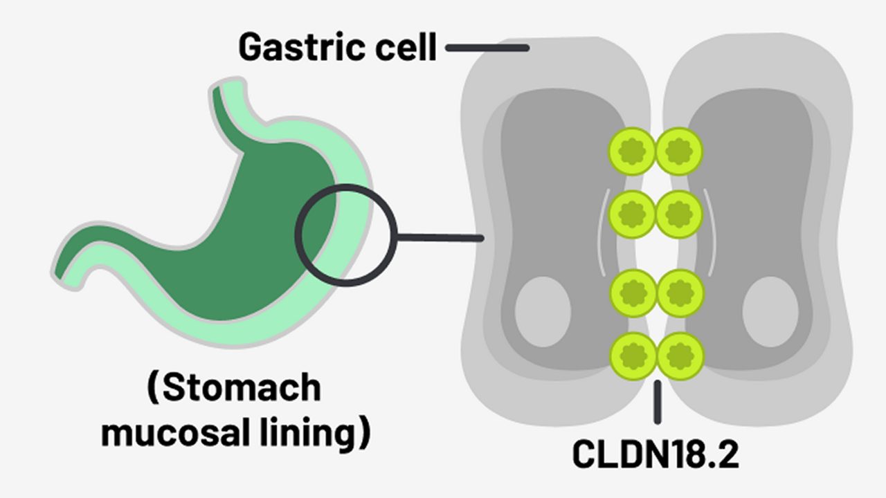 Normal gastric mucosa tissue with CLDN18.2 buried within tight junctions