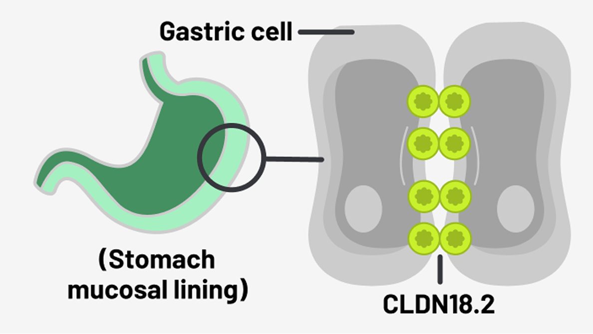 Normal gastric mucosa tissue with CLDN18.2 buried within tight junctions