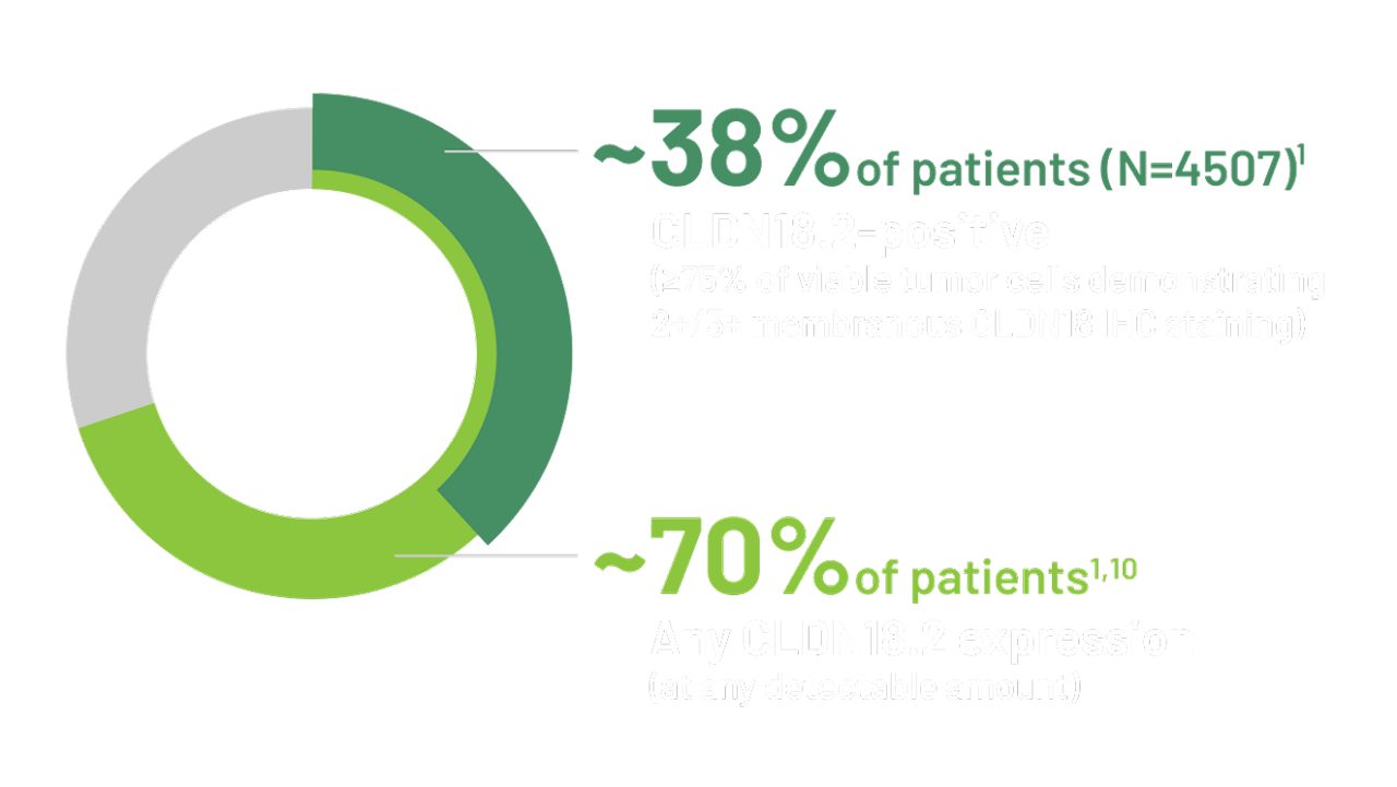 Graphic showing proportions of CDLN18.2 expression among all samples, and proportion of samples with ≥75% of tumor cells expressing of 2+ and 3+ CDLN18.2 staining