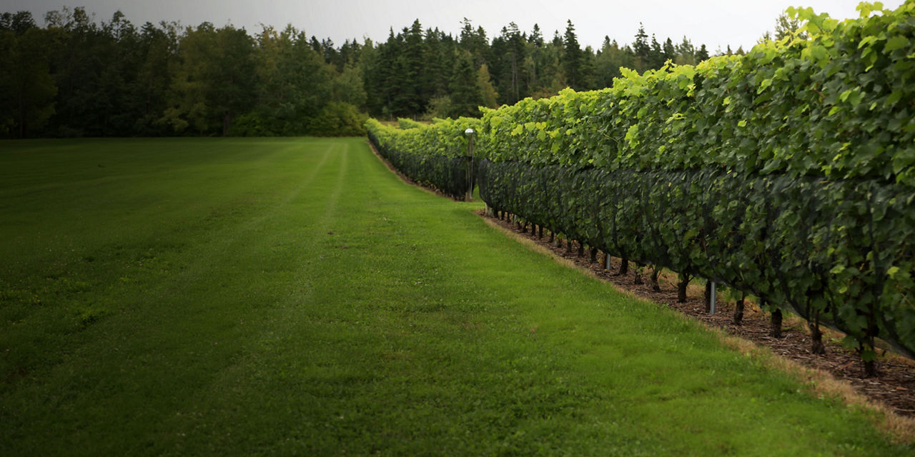Summertime in a vineyard, showing the first row of grape vines adjacent to an open space with grass and a forest area in the background.