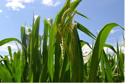 Male And Female Parts Of Corn