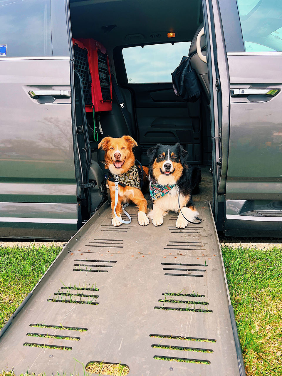 service dogs in wheelchair van
