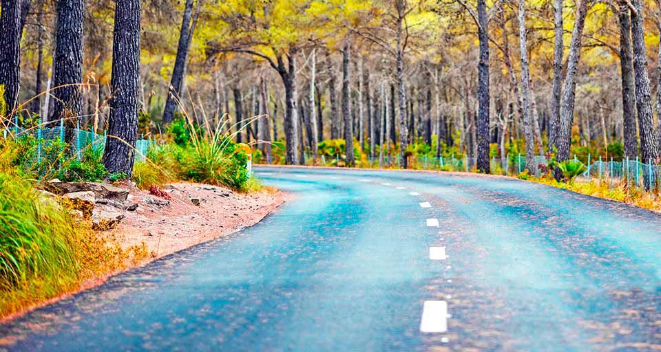 Curva en una carretera con árboles de hojas amarillas en las orillas 